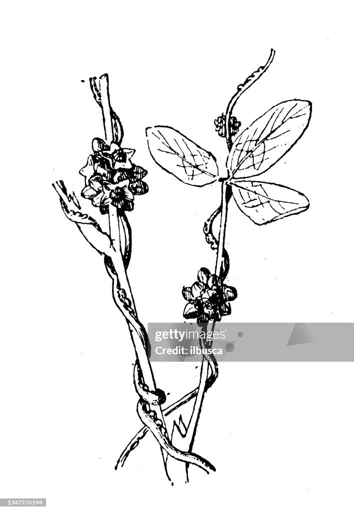 Antique illustration: Cuscuta, dodder