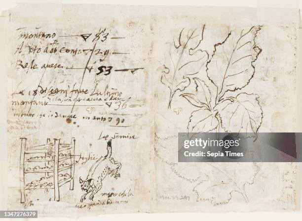 Sericus 47 Vermis Stock Photos, High-Res Pictures, and Images - Getty Images