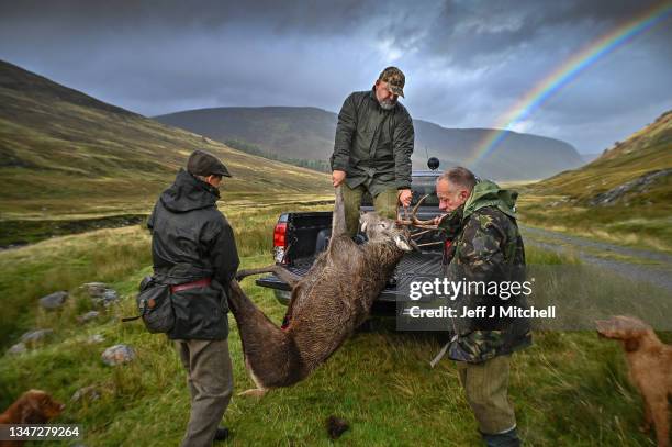 Stalker Norman Stoddart, Charlie Connell and pony man David Brown load a stag onto a vehicle following stalking in Glen Markie on Stronelairg on...