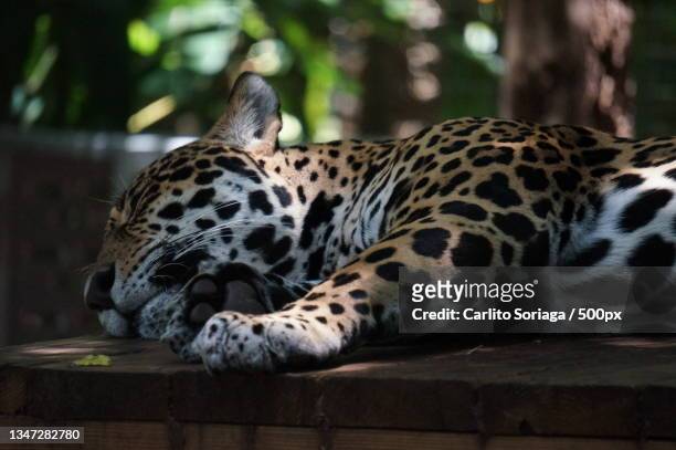 close-up of leopard relaxing on tree - jaguar concept reveal fotografías e imágenes de stock