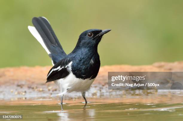 close-up of magpie perching on rock - omnívoro fotografías e imágenes de stock