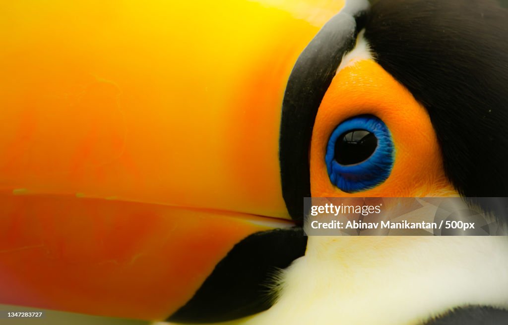 Close-up of yellow toucan,Belfast,Northern Ireland,United Kingdom,UK