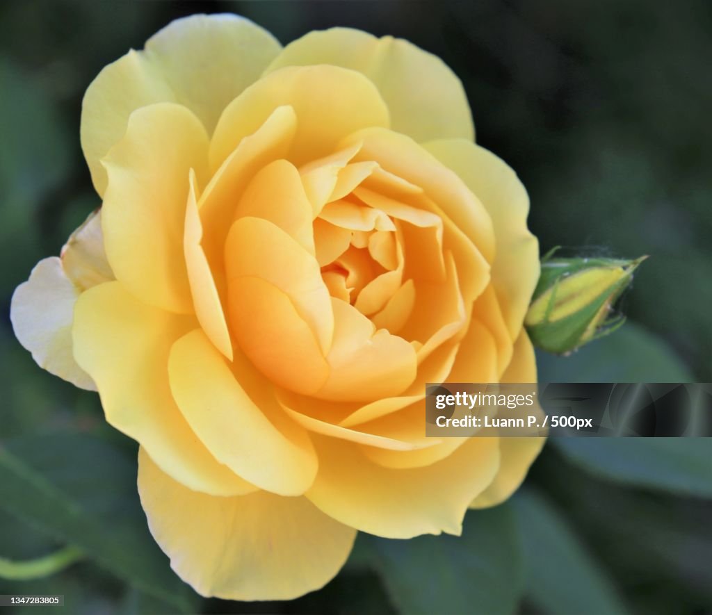Close-up of yellow rose,Portland,Oregon,United States,USA