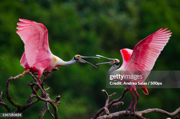 close-up of birds perching on branch,smith oaks sanctuary,united states,usa - rosalöffler stock-fotos und bilder