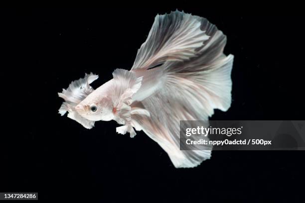 close-up of siamese fighting fish against black background,taiwan - tame ストックフォトと画像