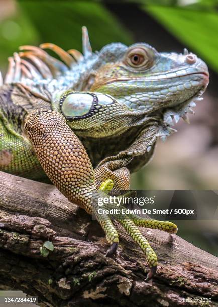 close-up of iguana on branch - iguana family stock-fotos und bilder