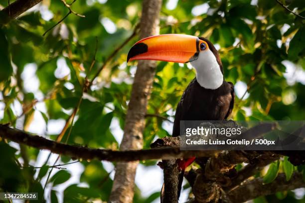low angle view of hornbill perching on branch,brazil - brazil rainforest stockfoto's en -beelden