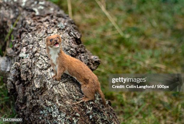 close-up of squirrel on tree trunk,lingfield,united kingdom,uk - weasel stock pictures, royalty-free photos & images