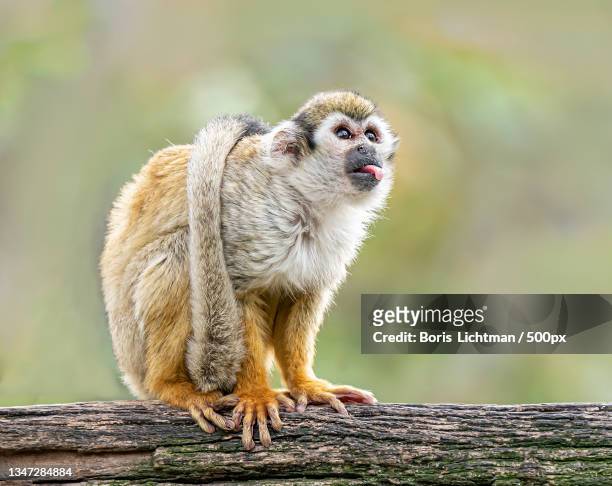 close-up of squirrel monkey sitting on wood,israel - dödskalleapa bildbanksfoton och bilder