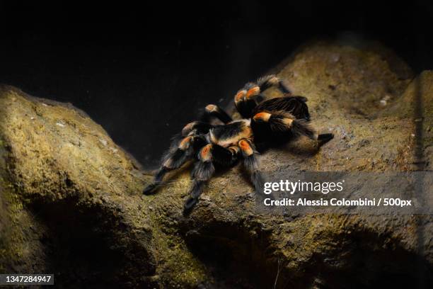 close-up of spider on rock - tarantula stockfoto's en -beelden