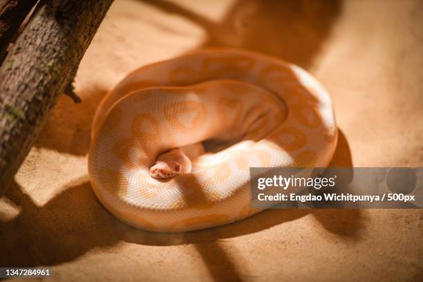 golden python yellow snake lying on ground albino burmese pyth - yellow burmese python stock-fotos und bilder