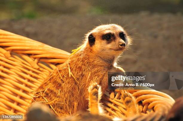 3,249 Desert Animals Cute Photos and Premium High Res Pictures - Getty Images 3,249 Desert Animals Cute Photos and Premium High Res Pictures - Getty Images