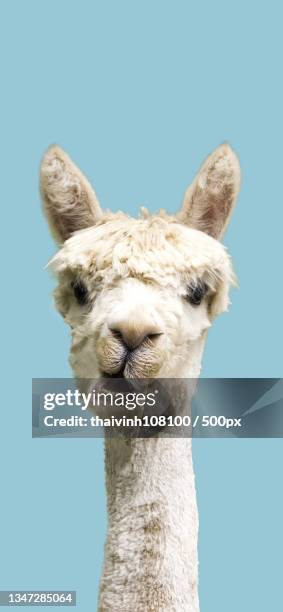 close-up of camel against blue sky - alpaca stock pictures, royalty-free photos & images