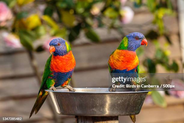 close-up of birds perching on feeder,hughes,australian capital territory,australia - lori stock-fotos und bilder