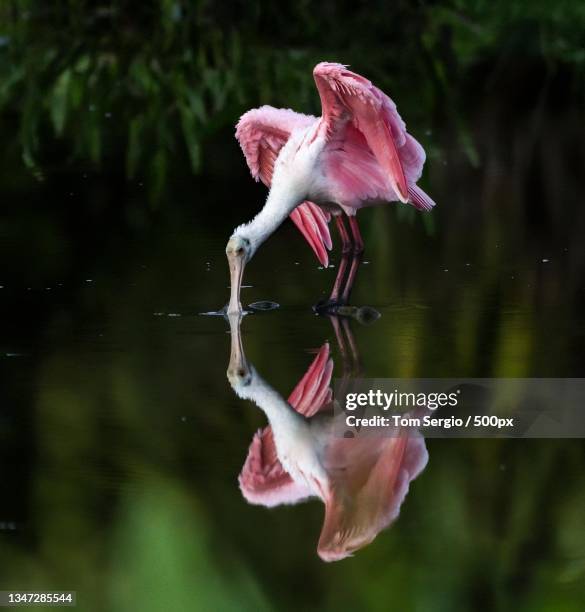 close-up of flamingo in lake - threskiornithidae stock pictures, royalty-free photos & images
