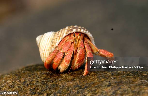 close-up of crab on rock - hermit crab stock pictures, royalty-free photos & images