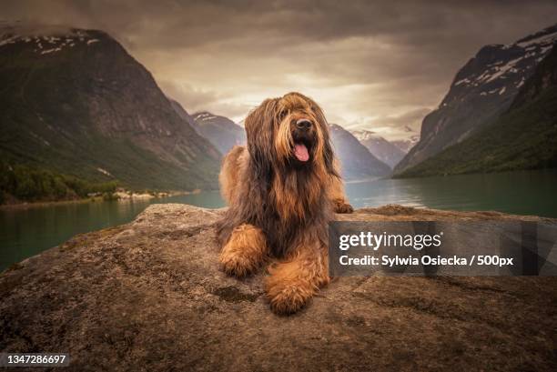 portrait of briard sitting on rock by lake against sky - briard stock pictures, royalty-free photos & images