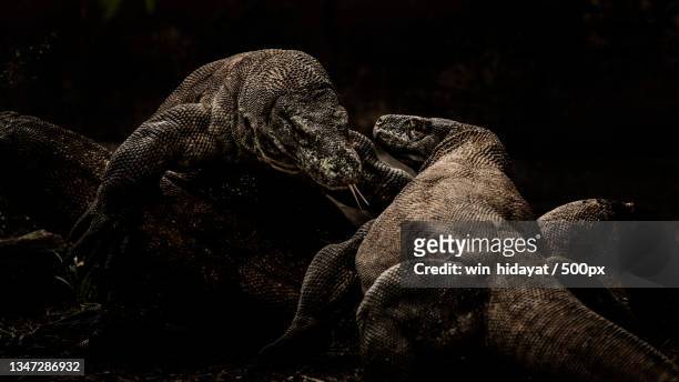close-up of lizards on rock - komodo dragon stock pictures, royalty-free photos & images