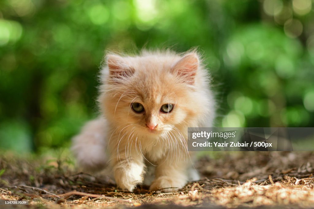 Portrait of kitten on field