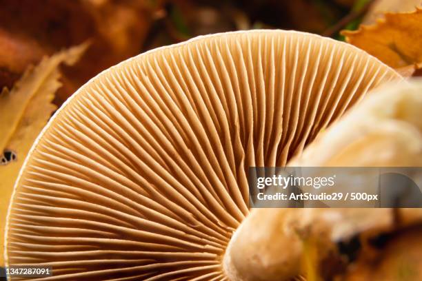 close-up of mushroom growing outdoors,montreal,quebec,canada - fungus gill stock pictures, royalty-free photos & images