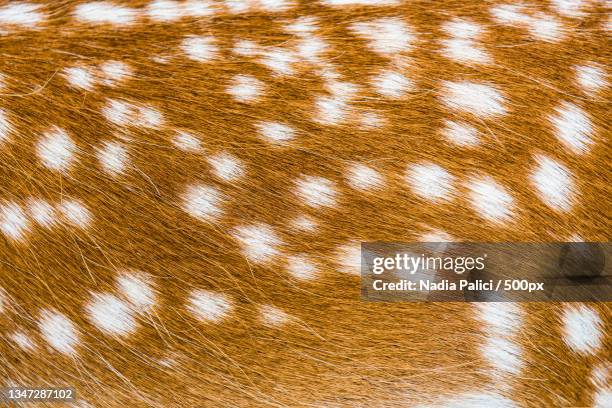 full frame shot of brown feathers - mottled skin stockfoto's en -beelden