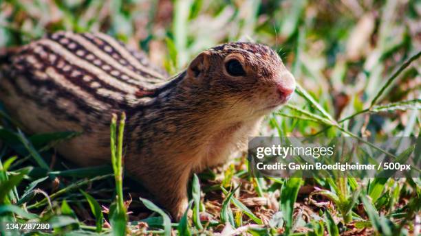 close-up of ground squirrel on grass - thirteen lined ground squirrel stockfoto's en -beelden
