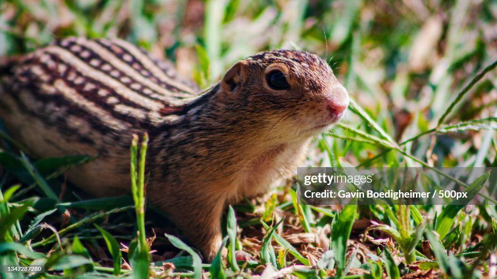 Close-up of ground squirrel on grass