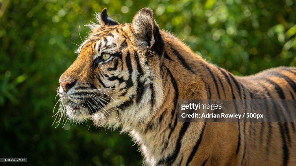 Close-up of tiger looking away while standing against trees,United Kingdom,UK
