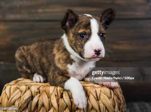 close-up of puppy sitting on wood - mosqueado fotografías e imágenes de stock