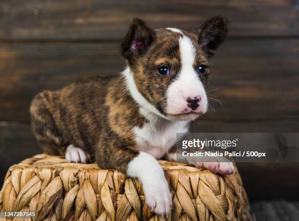 close-up of puppy sitting on wood - brindle stock pictures, royalty-free photos & images