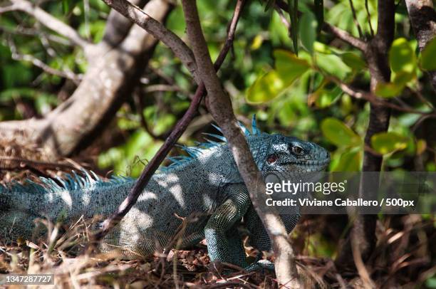 close-up of iguana on tree - viviane caballero foto e immagini stock