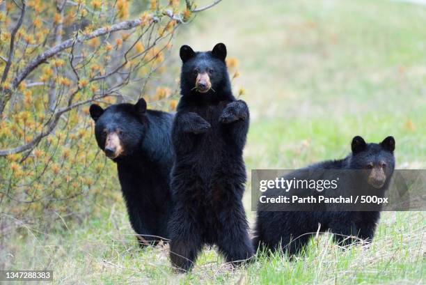 portrait of bears standing on field - american black bear stock pictures, royalty-free photos & images