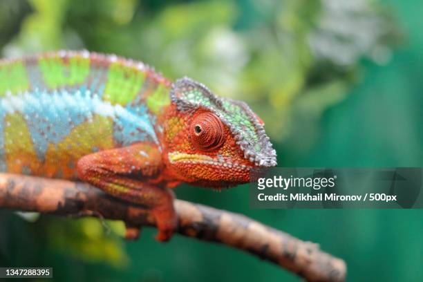 close-up of chameleon on plant - biological and identical stock-fotos und bilder