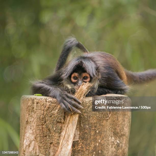 close-up of spider monkey sitting on wood,quintana roo,mexico - klammeraffe stock-fotos und bilder