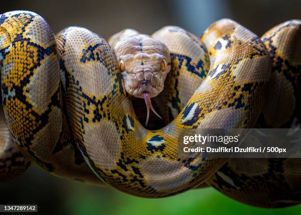 Birmie Python 852 Burmese Python Stock Photos, High-Res Pictures, and Images - Getty ...