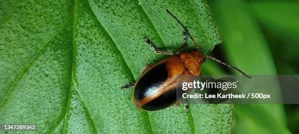 close-up of insect on leaf - pest fotografías e imágenes de stock