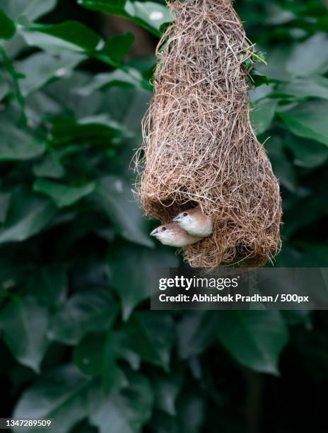 close-up of bird nest on tree - rufous hornero stock pictures, royalty-free photos & images