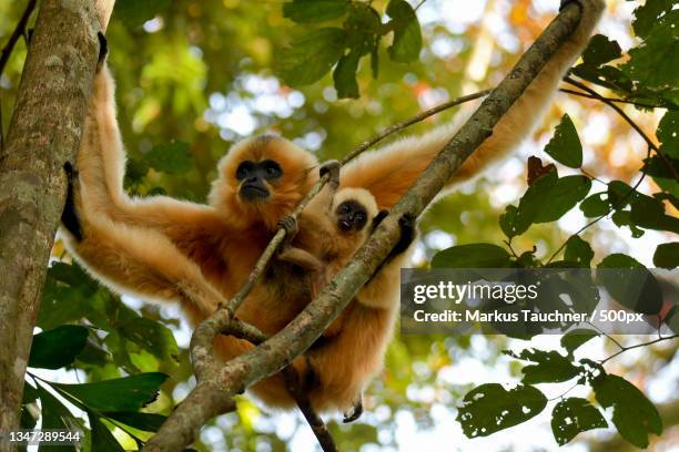 low angle view of monkeys on tree,vietnam - gibbon stock pictures, royalty-free photos & images