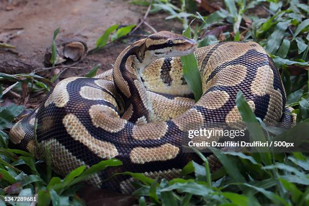 Python Brunei 852 Burmese Python Stock Photos, High-Res Pictures, and Images - Getty ...