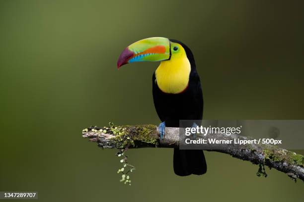 close-up of toucan perching on branch - toucan stock pictures, royalty-free photos & images