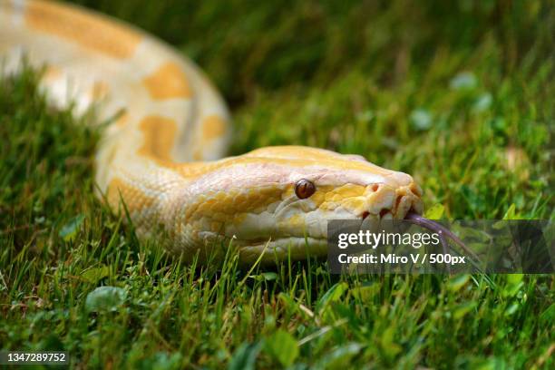 close-up of python on field - python molurus bivittatus stock pictures, royalty-free photos & images