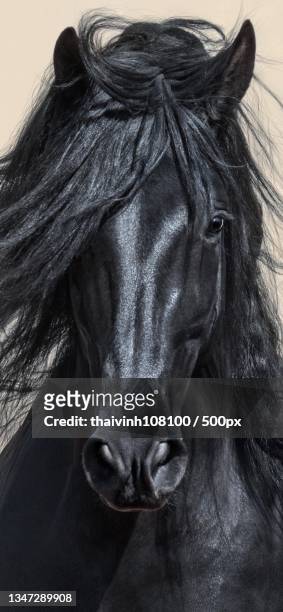 close-up portrait of black thoroughbred horse against black background - black horse stockfoto's en -beelden