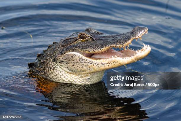 high angle view of crocodile swimming in lake,florida,united states,usa - alligator stock-fotos und bilder
