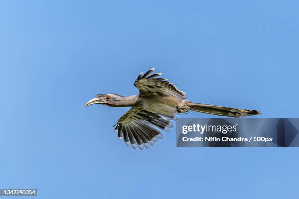 low angle view of hornbill flying against clear blue sky - african grey hornbill stock pictures, royalty-free photos & images