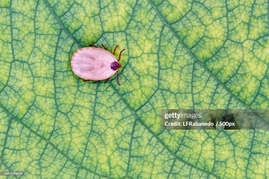 High angle view of leaf floating on water,Spain