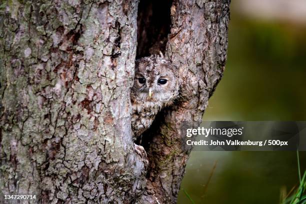 254点のヒガシアメリカオオコノハズクのストックフォト Getty Images 254点のヒガシアメリカオオコノハズクのストックフォト Getty Images