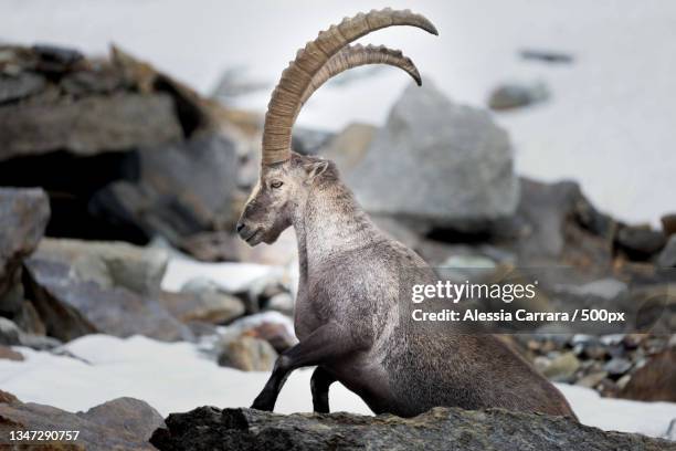 close-up of animal on rock,svizzera,switzerland - swiss ibex bildbanksfoton och bilder