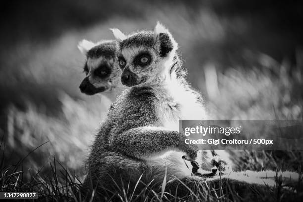 close-up of meerkat sitting on field,woburn safari park,united kingdom,uk - black and white landscape stock pictures, royalty-free photos & images