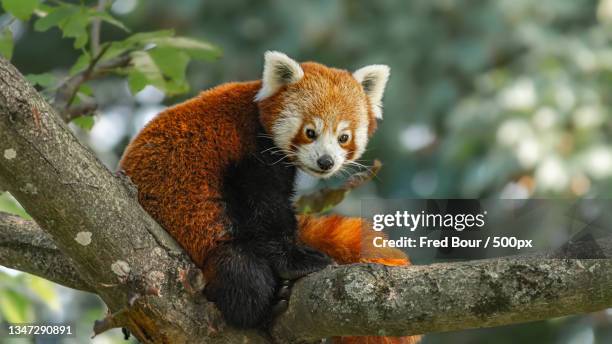 close-up of koala on tree,belgique,belgium - red panda stock pictures, royalty-free photos & images