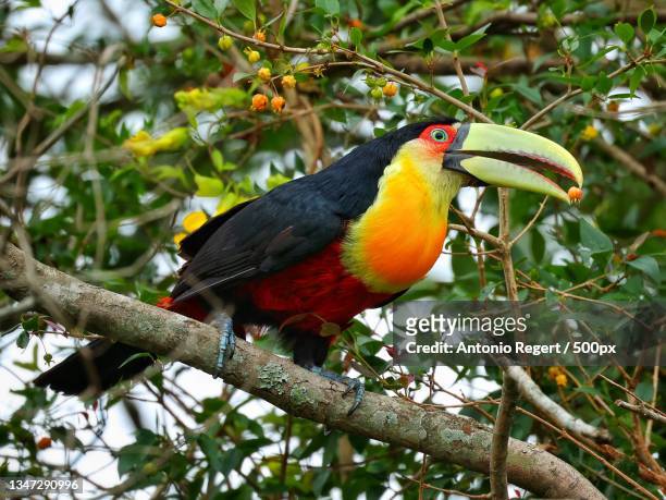 close-up of hornbill perching on branch,santa cruz do sul,rio grande do sul,brazil - toucan stock pictures, royalty-free photos & images